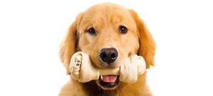 dog with a dental chew