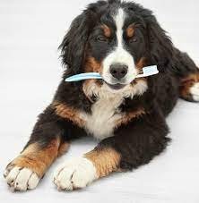 brown dog with toothbrush